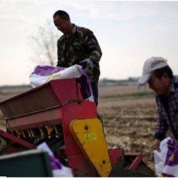 Taobao và Tmall đưa ra danh sách 10 điều thiết thực mang lại lợi ích và giúp ích cho nông dân